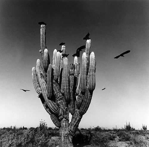 Graciela Iturbide, Desierto de Sonora, México, 1979. Tirage gélatino-argentique. © Graciela Iturbide.