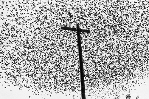 Graciela Iturbide, Pájaros en el poste de luz, Carretera a Guanajuato, México, 1990. Tirage gélatino-argentique. © Graciela Iturbide.
