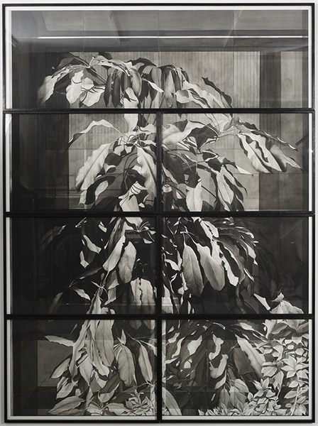 Justin Weiler, Plante en vitrine, 2019. Paris-B.