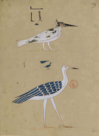 Jean-François Champollion. Monuments de l’Égypte et de la Nubie. Les oiseaux. 1835-1845. BnF, département des Manuscrits ©BnF.