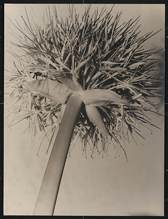 Aenne Biermann, Winterzwiebel [Ciboule], vers 1926-1928. Épreuve gélatino-argentique, 48,1 × 36,4 cm. Stiftung Ann und Jürgen Wilde, Bayerische Staatsgemäldesammlungen, Munich.