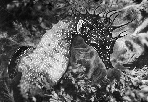 Jean PAINLEVÉ, Hippocampe dans les algues, vers 1934. Épreuve gélatino-argentique d’époque. Les Documents Cinématographiques/Archives Jean Painlevé.