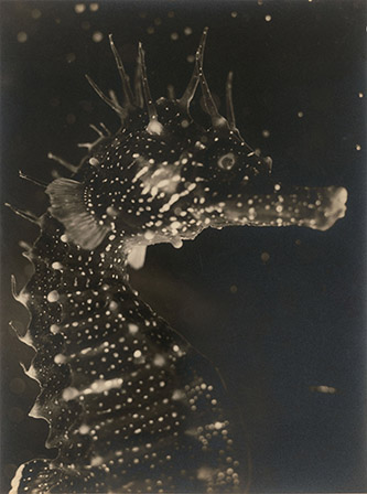 Jean PAINLEVÉ, Buste d’hippocampe, vers 1931. Épreuve gélatino-argentique d’époque. Les Documents Cinématographiques/Archives Jean Painlevé.
