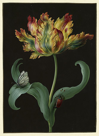 Barbara Regina Dietzsch (Nürnberg 1706 - 1783 Nürnberg), Tulpe mit Schmetterling und Maikäfer.