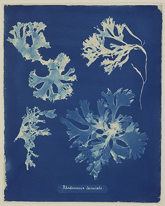 Anna Atkins, Photographs of British Algae: Fucus vesiculosus, 1841-1853. Cyanotype sur papier. Paris, Muséum national d’Histoire naturelle. © Muséum national d’Histoire naturelle.