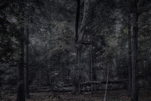 Thierry Cohen, Forêt de Białowieża, Pologne, 2018. Photographie. © Thierry Cohen.