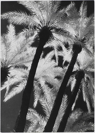 Pierre Boucher, Palmeraie, Vers 1936. Infrarouge, épreuve gélatino-argentique, 18,2 × 12,9 cm. © Centre Pompidou, Mnam-Cci. Audrey Laurans/Dist. RMN-GP. © Fonds Pierre Boucher.
