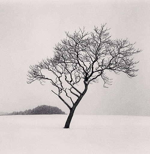 Michael Kenna, Blackstone Hill Tree, Hokkaido, Japan. 2020. © Michael Kenna.