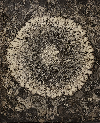 Denis Brihat, Lichen rond, 1975. © Denis Brihat.