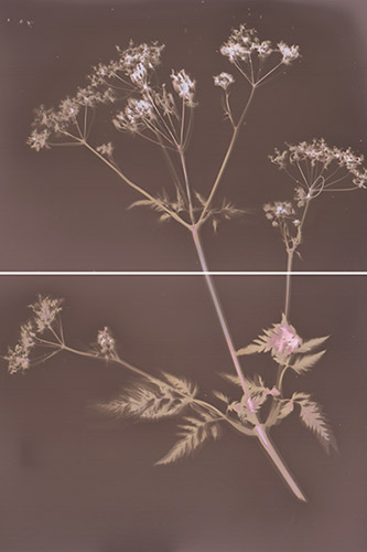 Crystal Bennes, Ammi majus, série Torvaldsen’s weeds, 2022, courtesy de l’artiste.