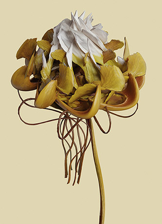 Vincent Fournier, Cypripedium incognita. Impression jet d'encre sur papier HR, 90 x 60 cm. © Vincent Fournier.