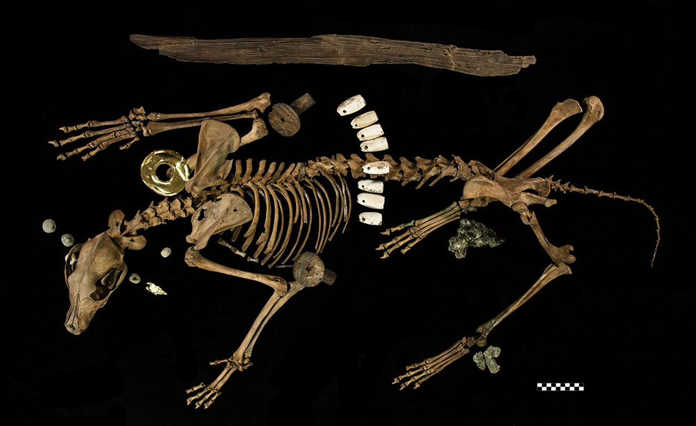 Squelette de loup, anneau de nez et ornements d’oreilles, Zone archéologique du Templo Mayor, Mexico, Mexique, 1486-1502. © Mirsa Islas / Proyecto Templo Mayor, D. R. Secretaría de Cultura–INAH–MEX