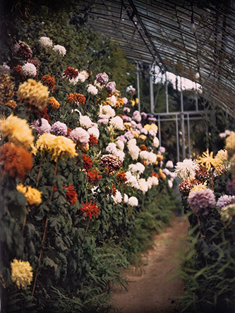 Collection de chrysanthèmes dans une des serres adjacentes au jardin d’hiver. Opérateur inconnu • Avant juillet 1914. © CD92 / Musée départemental Albert-Kahn.