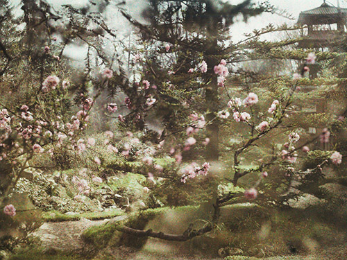 Chemin du sanctuaire japonais menant aux sorinto et rocaille fleurie ponctuée de conifères, autochrome, 15 mai 1924, Boulogne, opérateur inconnu. © CD92 _ Musée départemental Albert-Kahn.