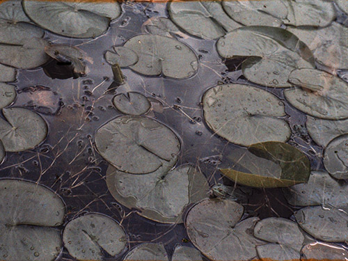 Sur l'étang, grenouilles et feuilles de nénuphars, Propriété d'Albert Kahn, Boulogne, France, Roger Dumas, 1925, autochrome, 9x12cm. © CD92 - Musée départemental Albert-Kahn.