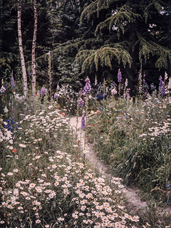 Prairie en fleurs au cœur de la forêt dorée, propriété d'Albert Kahn, Boulogne, A. Léon, juin 1911. © CD92 - Musée départemental Albert-Kahn.