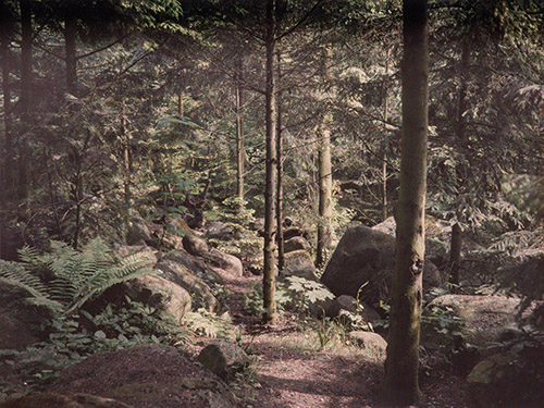 La forêt vosgienne, Propriété d'Albert Kahn, Boulogne, G. Chevalier, 20 mai 1915, autochrome, 9x12cm. © CD92 - Musée départemental Albert-Kahn.