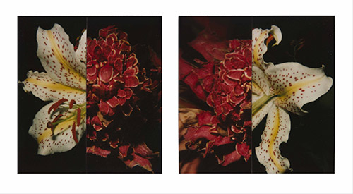 Araki Nobuyoshi, Sans titre, 1990 – 2024 © Nobuyoshi Araki. © Musée Guimet, Paris / Nicolas Fussler, photographe.
