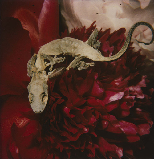 Araki Nobuyoshi, Sans titre, 1990 – 2024 © Nobuyoshi Araki. © Musée Guimet, Paris / Nicolas Fussler, photographe.