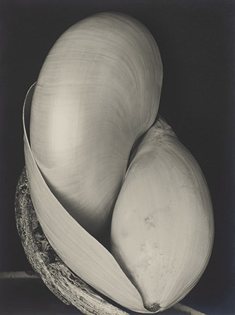 Edward Weston, Shells, 1927. © Center for Creative Photography, Arizona Board of Regents / Edward Weston, Adagp, Paris, 2025. Courtesy Gregg Wilson.