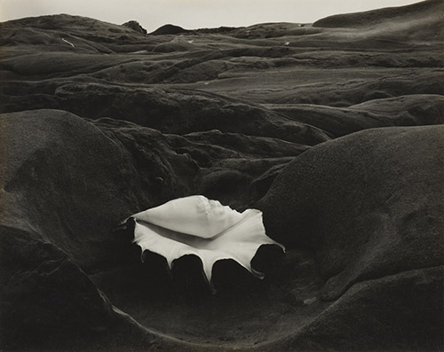Edward Weston, Shell and Rock Arrangement, 1931. © Center for Creative Photography, Arizona Board of Regents / Edward Weston, Adagp, Paris, 2025. Courtesy Wilson Centre for Photography.