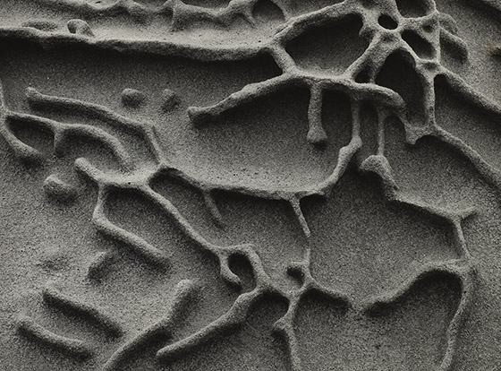 🔊 “Edward Weston” Modernité révélée, à la Maison Européenne de la Photographie, du 15 octobre 2025 au 25 janvier 2026
