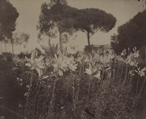Gabrielle Hébert (1853-1934), Lys des parterres, juin 1890, aristotype à la gélatine, 10,5 x 12,7 cm. Paris, musée national Ernest Hébert. © photo : Musée d’Orsay, Dist. GrandPalaisRmn / Alexis Brandt.