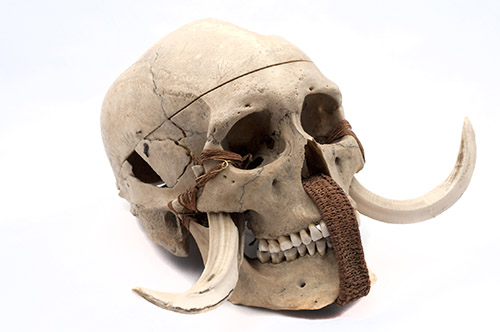 Crâne des Îles Marquises. Tête d’un défunt ou d’une défunte de Nuku-Hiva, datant du 18eou 19esiècle, avec liens et ornements. Aux îles Marquises, les crânes de certaines figures de la communauté étaient prélevés longtemps après l’inhumation du corps momifié afin d’être conservés en tant que reliques ou ancêtres. Conservé au Musée de l’Homme. © MNHN -J.-C. Domenech.