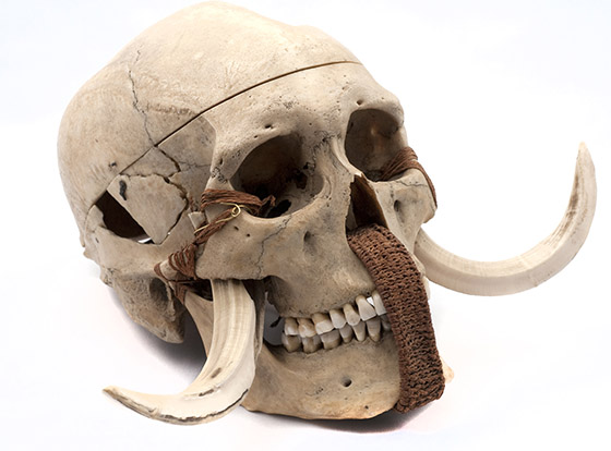 🔊 “Momies” au Musée de l’Homme, du 19 novembre 2025 au 25 mai 2026