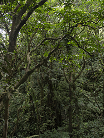 Juliette Agnel, Série Fôret-Ancêtres. Tirage fine art sur papier baryté. 160 x 120 cm. Edition de 3. © Juliette Agnel / Courtesy Galerie Clémentine de la Féronnière.