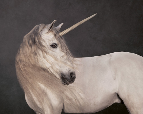 Licorne, Marie-Cécile Thijs, 2012. Photographie. Amsterdam, SmithDavidson Gallery. Paris, Gallerie XII. © Adagp, Paris, 2026 - Marie-Cécile Thijs.