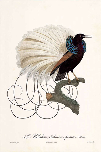 Jacques Barraband (1768-1809). Le Nébuleux étalant ses parures, Gravure publiée par François Levaillant dans Histoire naturelle des Oiseaux de paradis et des Rolliers, t. 1. Source gallica.bnf.fr – BnF.