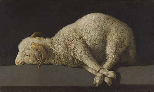 https://francefineart.com/   Francisco de Zurbarán, Petit mouton (Borreguillo, anciennement intitulé Agnus Dei), 1635-1640. Huile sur toile. H. 37,3 ; L. 62 cm. Madrid, Museo Nacional del Prado. © Photographic Archive. Museo Nacional del Prado, Madrid.
