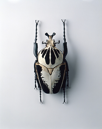 https://francefineart.com/  Goliathus regius. © MNHN - Laurent Besso.