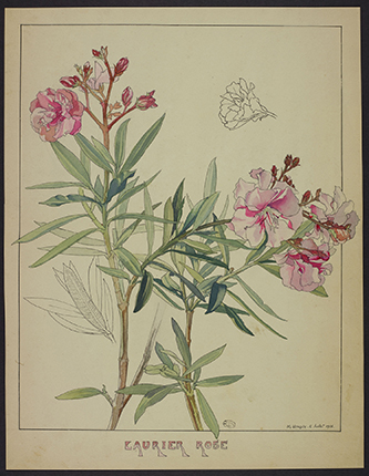 https://francefineart.com/  Marthe Vesque (1879 – 1962), Laurier rose, Nerium oleander, 1900-1925, encre noire et aquarelle. Muséum national d’Histoire naturelle.