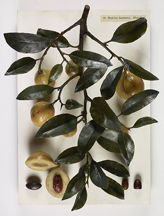 https://francefineart.com/  Louis Marc Antoine Robillard d'Argentelle (1777 – 1828), Le muscadier aromatique à fruits ovales (Myristica aromatica), 1802-1826, cire, bois, métal. © Muséum national d’Histoire naturelle.