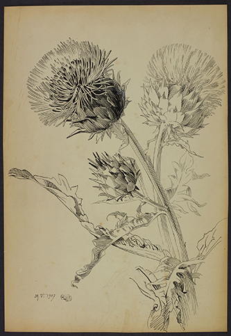 https://francefineart.com/  Marthe Vesque (1879 – 1962), Artichaut, Cynara scolymus, 1900-1925, encre noire. Muséum national d’Histoire naturelle.
